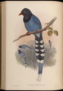 Urocissa caerulea od John Gould
